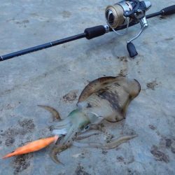 越前海岸エギングシーズン開幕！